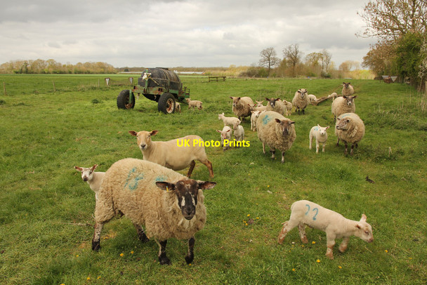 Photo 6"x4" Roughton flock Martin\/TF2366 c2014