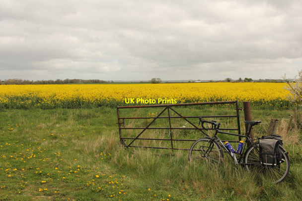 Photo 6"x4" Oilseed rape Martin\/TF2366 c2014