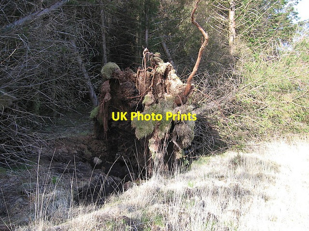 Photo 6"x4" Windthrow adjacent to felled forestry Drum Nantyrhelyg c2014