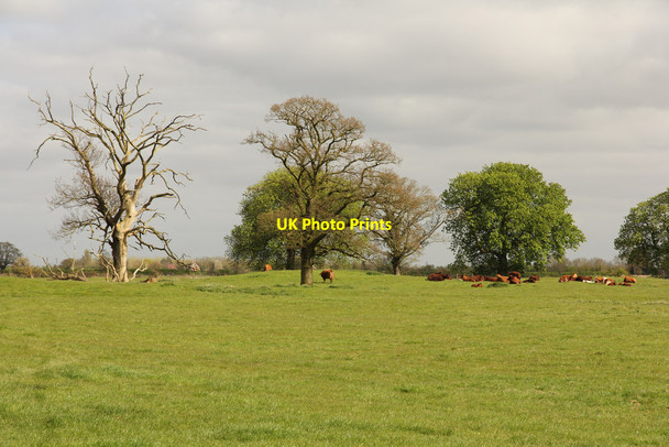 Photo 6"x4" Revesby Abbey site Revesby c2014