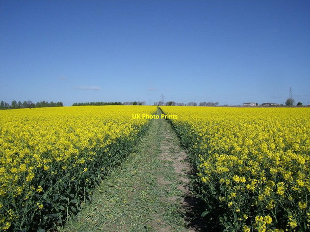 Photo 6"x4" Through the yellow stuff Willington\/SK2928 c2014