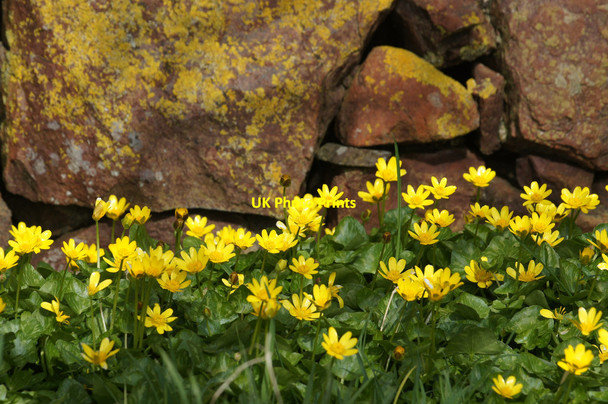 Photo 6"x4" Lesser Celandine (Ranunculus ficaria) beside a drystane dyke, Halligarth, Baltasound Baltasound c2014