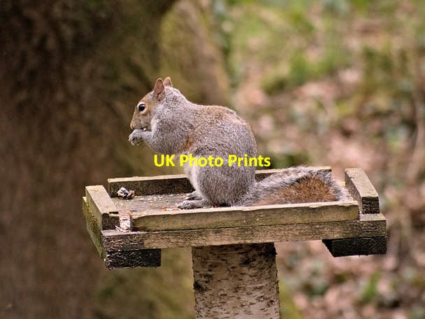 Photo 6"x4" Squirrel on a Bird Table in Yarrow Valley Park Birkacre c2014