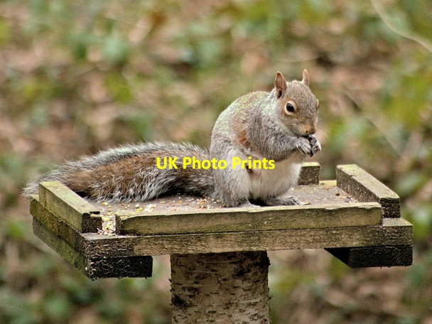 Photo 6"x4" Grey Squirrel Birkacre c2014