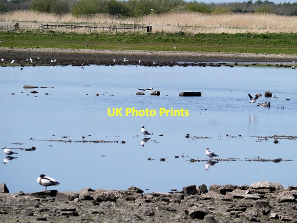 Photo 6"x4" Martin Mere from Swanlink Hide Tarlscough c2014 P1