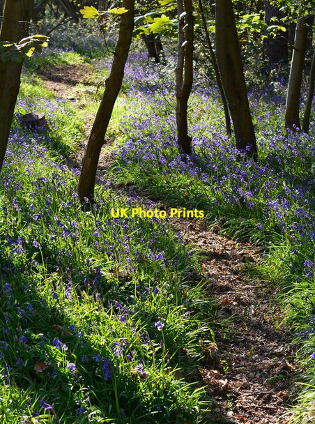 Photo 6"x4" Path through Vicarage Copse, Sulham, Berkshire Little Heath\/SU6573 c2014
