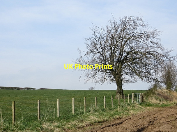 Photo 6"x4" Tree near Strathaven Flemington\/NS7044 c2014
