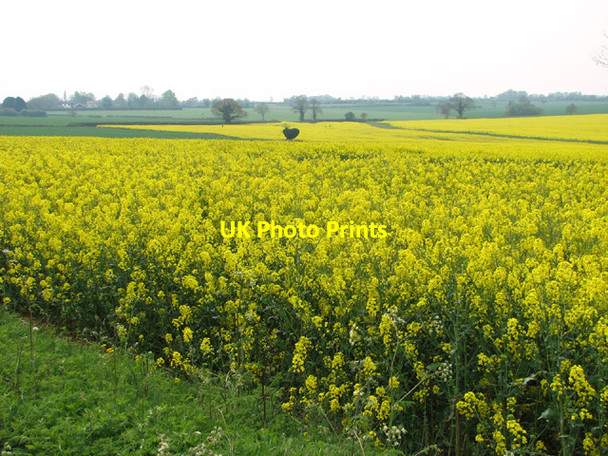 Photo 6"x4" Oilseed rape crop fields beside Watery Lane Beeston\/TF9015 c2014