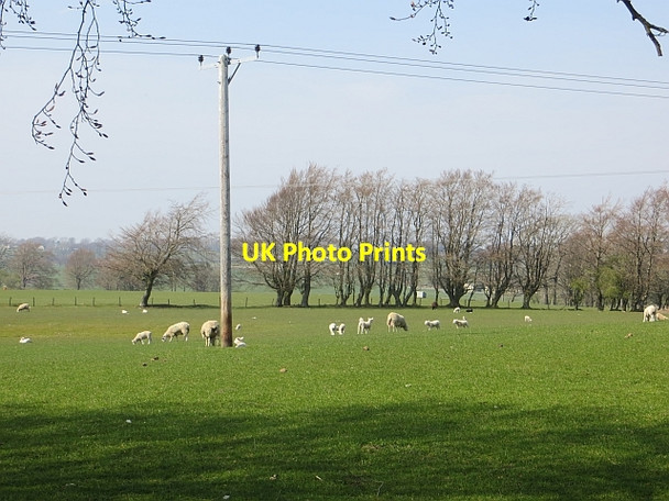 Photo 6"x4" Ewes and lambs near Strathaven Flemington\/NS7044 c2014