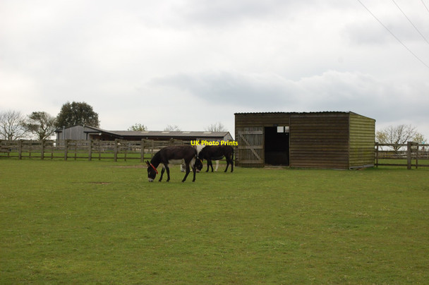Photo 6"x4" Donkey sanctuary Trow c2014