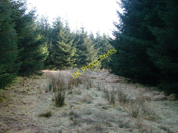 Photo 6"x4" Bridleway through Waun Llinau forest Mallwyd c2008