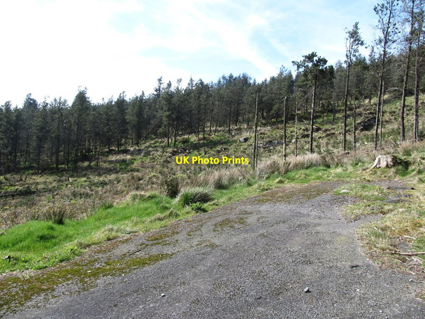 Photo 6"x4" Camlough Wood from a bend in the forest road Camlough c2014