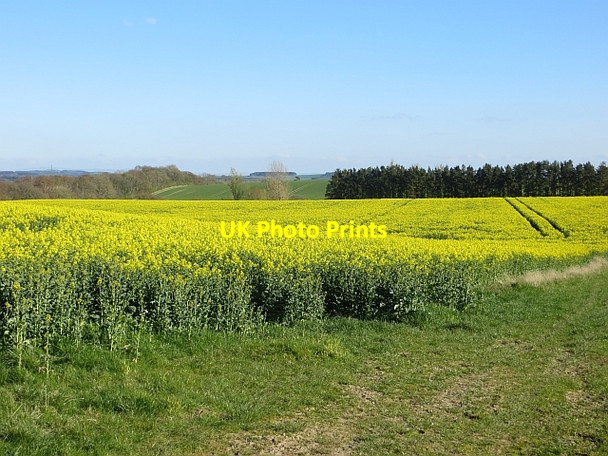 Photo 6"x4" Oilseed rape, Whitelee Newton St Boswells c2014