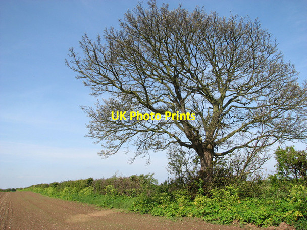 Photo 6"x4" Tree in field boundary hedge Warham\/TF9441 c2014