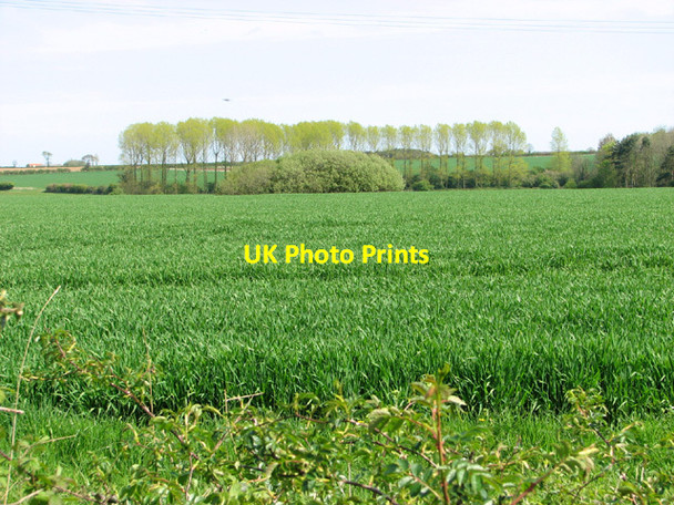 Photo 6"x4" Wheat crop by Hindringham Hall Hindringham c2014
