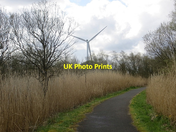 Photo 6"x4" Reed bed, Westrigg Colliery Westrigg c2014