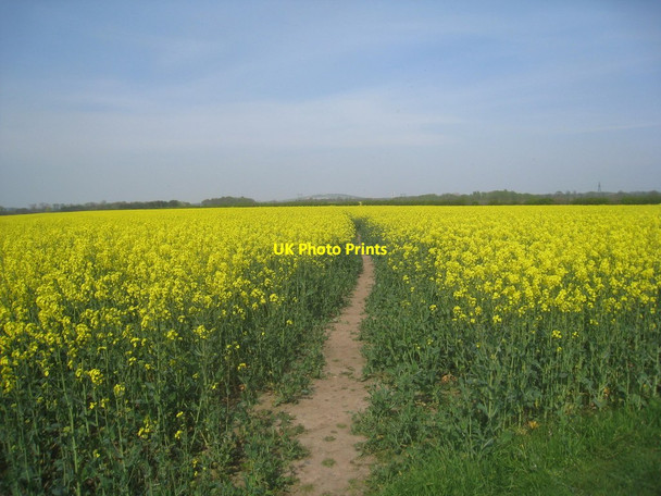 Photo 6"x4" On the path to Blyth Hodsock c2014