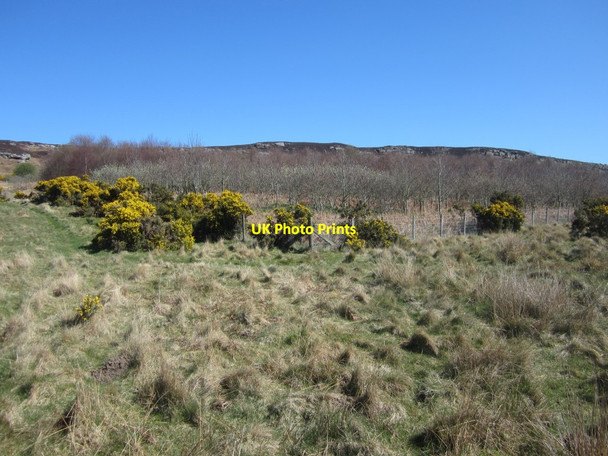 Photo 6"x4" Corner of plantation on Greensheen Hill Holburn c2014