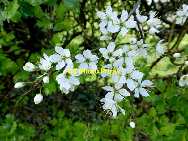 Photo 6"x4" Hawthorn blossoms, Tattynagole Mountjoy\/H4277 c2014