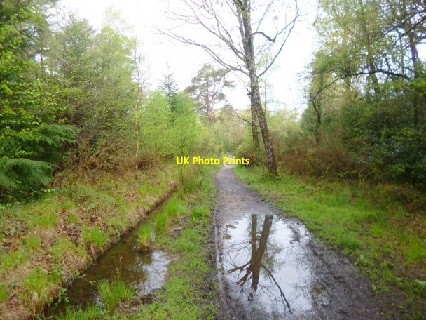 Photo 6"x4" Organford, bridleway Organford c2014