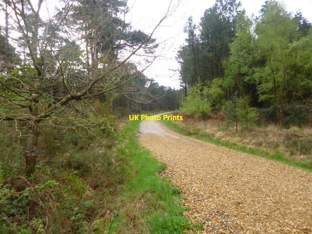 Photo 6"x4" Slepe, forestry road Organford c2014