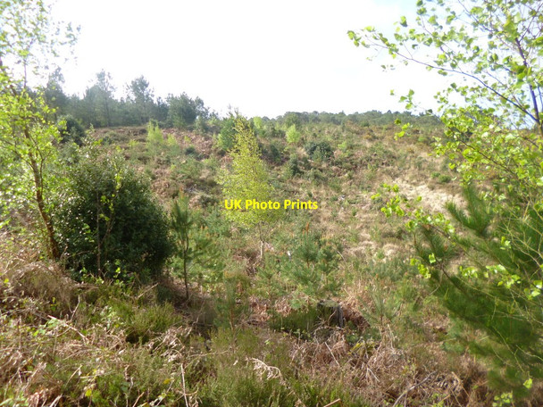 Photo 6"x4" Gore Heath Organford c2014