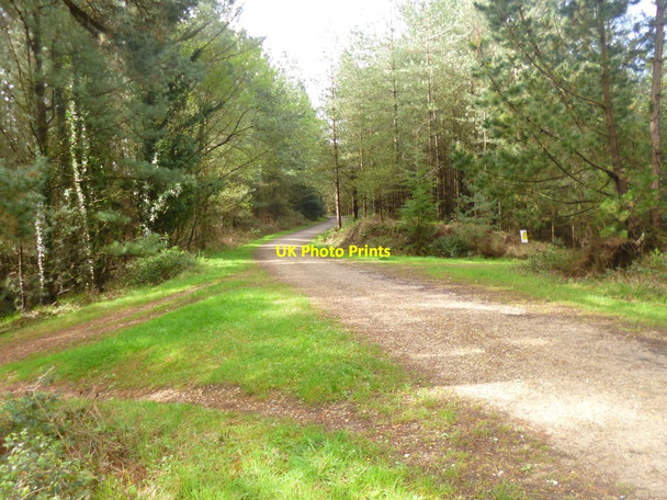 Photo 6"x4" Gore Heath, forestry crossroads Organford c2014