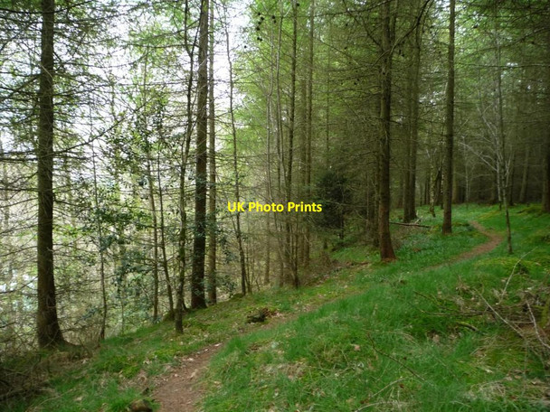 Photo 6"x4" Footpath in Park Wood Bassenthwaite c2014