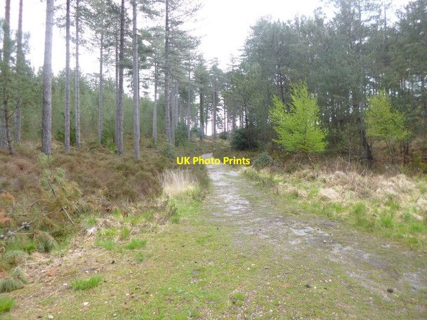 Photo 6"x4" Gore Heath, forestry track Organford c2014