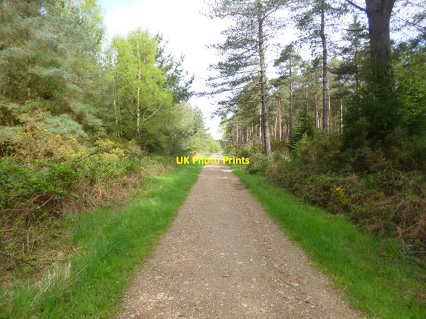 Photo 6"x4" Gore Heath, right of way Organford c2014