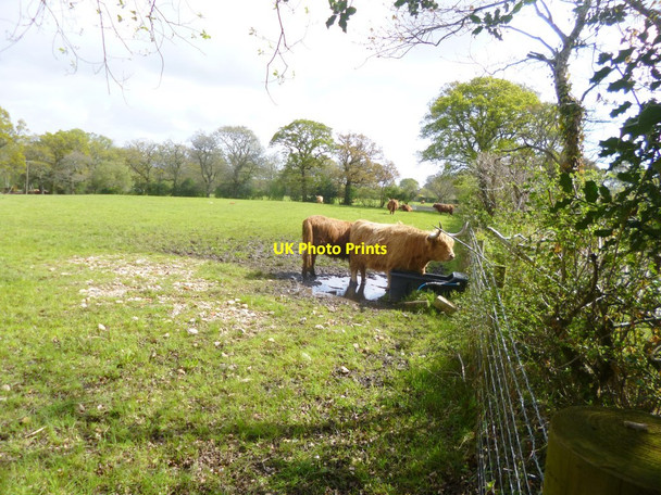 Photo 6"x4" Organford, cattle grazing Lytchett Minster c2014
