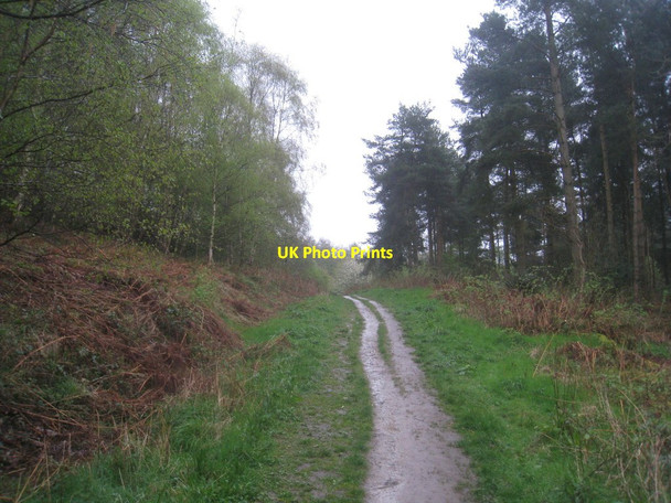 Photo 6"x4" Path below the White Horse High Kilburn c2014