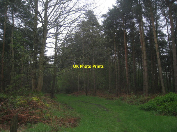 Photo 6"x4" Track in the woods High Kilburn c2014