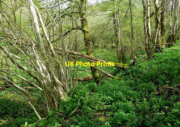 Photo 6"x4" An Old Pool Crosshill\/NS3206 c2014