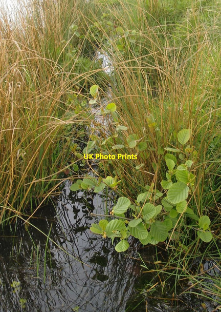 Photo 6"x4" Alder saplings growing by the Lower Pen Pond Richmond\/TQ1874 c2014