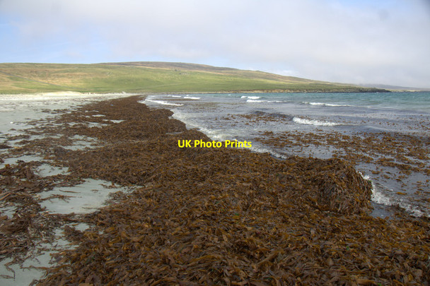 Photo 6"x4" Seaweed on Easting beach Mailand c2014