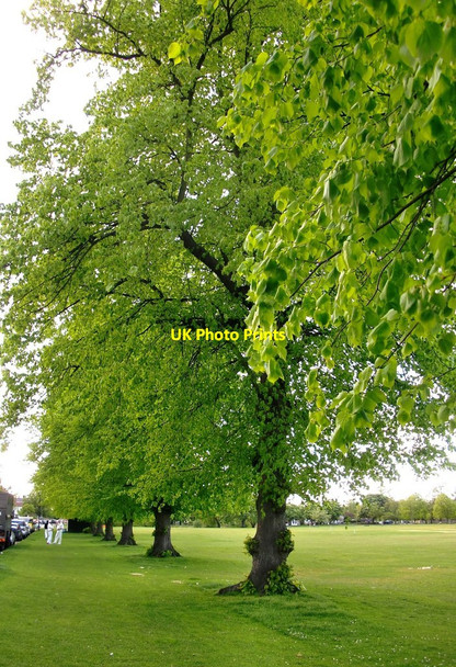 Photo 6"x4" Lime trees by Ham Common, April 2014 Kingston Upon Thames c2014