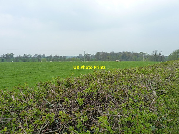 Photo 6"x4" Sheep grazing west of Sunderton Battlefield\/SJ5116 c2014