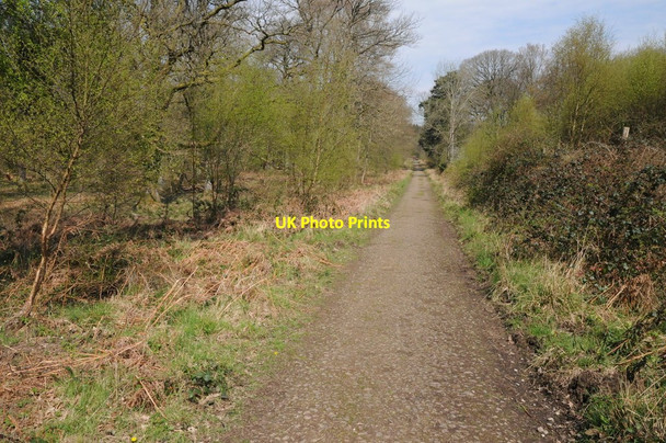 Photo 6"x4" Forest track, Farmer's Green Parkend\/SO6108 c2014