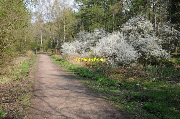 Photo 6"x4" Cycle trail near Speech House Cannop c2014