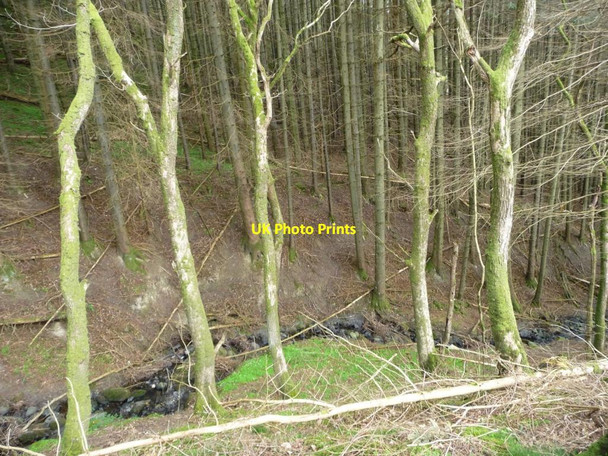 Photo 6"x4" Nameless beck between Park and Whitefield Woods Bassenthwaite c2014