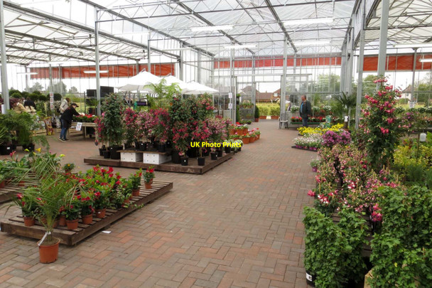 Photo 6"x4" Plants in the Garden Centre Wendover c2014