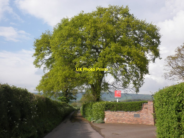 Photo 6"x4" Lane to Portman Farm East Lydeard c2014