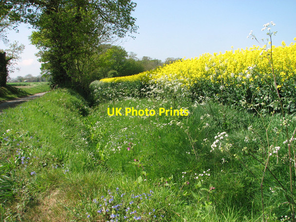 Photo 6"x4" Roadside ditch by Oldbarn Farm Stalham c2014