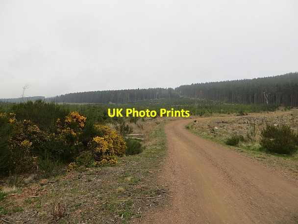 Photo 6"x4" Logging road, Muirhead Wood Raddery c2014