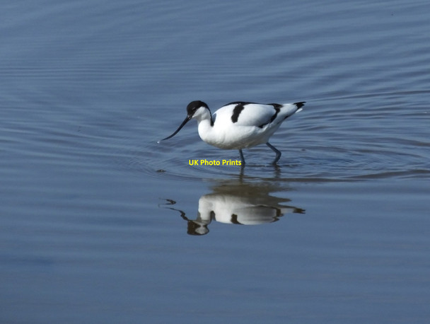 Photo 6"x4" Avocet (Recurvirostra avosetta) Crag Foot c2014