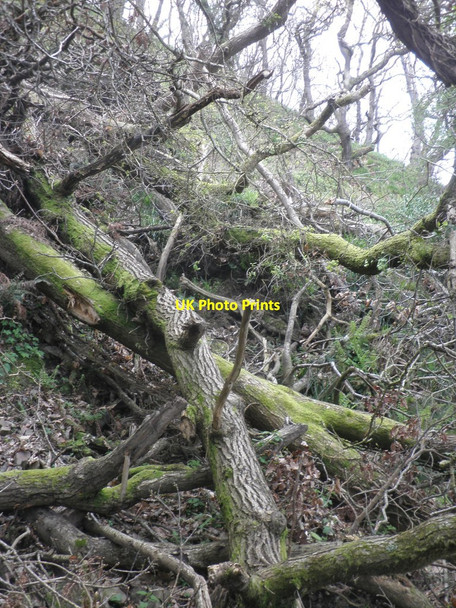 Photo 6"x4" Fallen trees, above Countisbury Cove Countisbury c2014