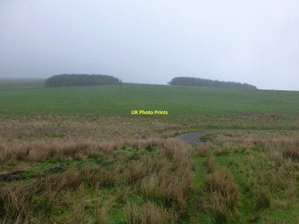 Photo 6"x4" Woods on Dumbhope Law Barrow Burn\/NT8610 c2014