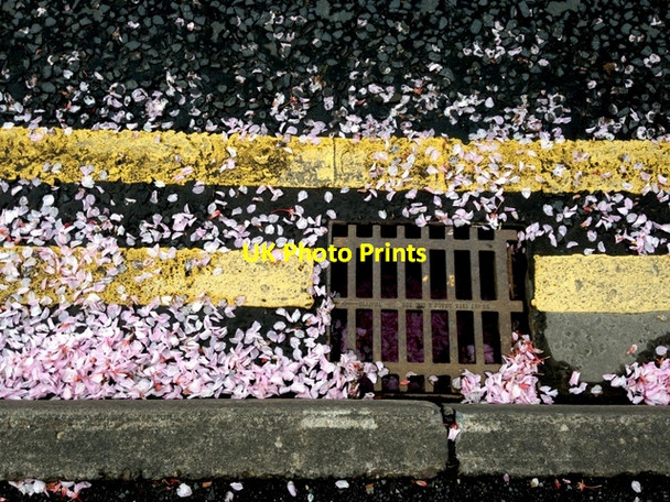 Photo 6"x4" Cherry blossoms, Omagh Omagh c2014