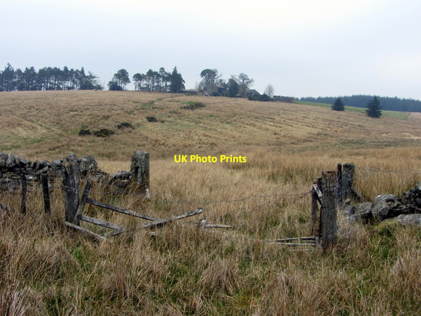 Photo 6"x4" Rough grassland west of Ladyhill Stonehaugh c2014